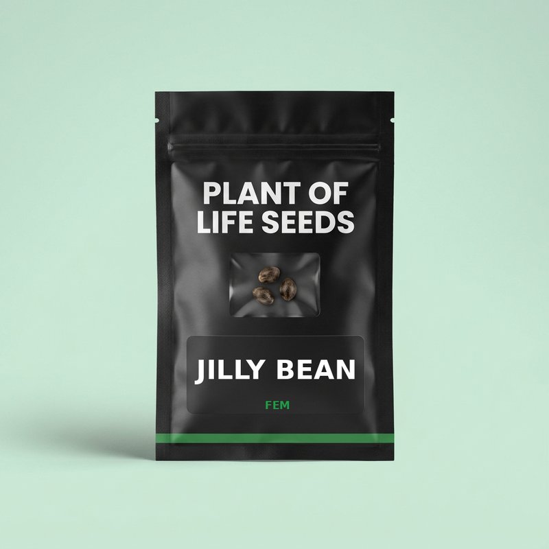 JILLY BEAN