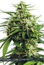 Vision Gorilla Autoflowering Feminized Vision Seeds - 3 Seeds