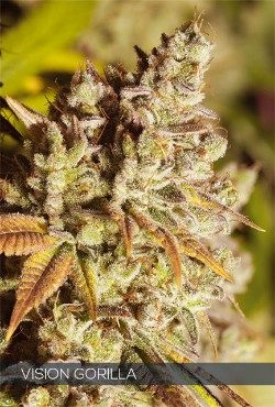Vision Gorilla Feminized Vision Seeds - 5 Seeds
