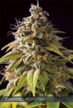 Caramel Monster Feminized Vision Seeds - 3 Seeds