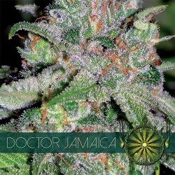Doctor Jamaica Feminized Vision Seeds - 5 Seeds