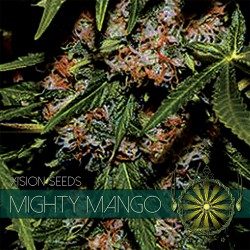 Mighty Mango Feminized Vision Seeds - 5 Seeds