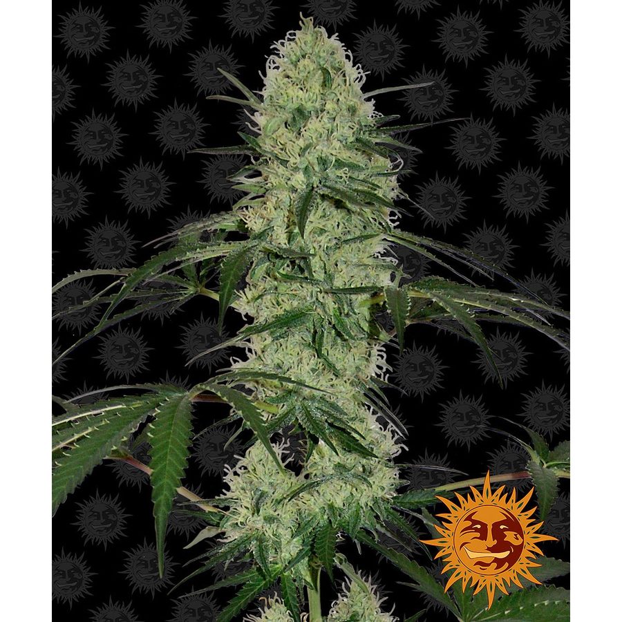 Barney's Farm - Tangerine Dream Auto - 3 Seeds