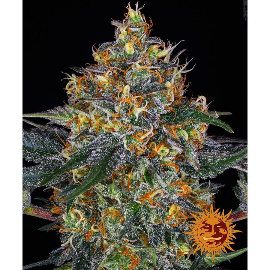 Barney's Farm - Moby Dick Auto - 3 Seeds