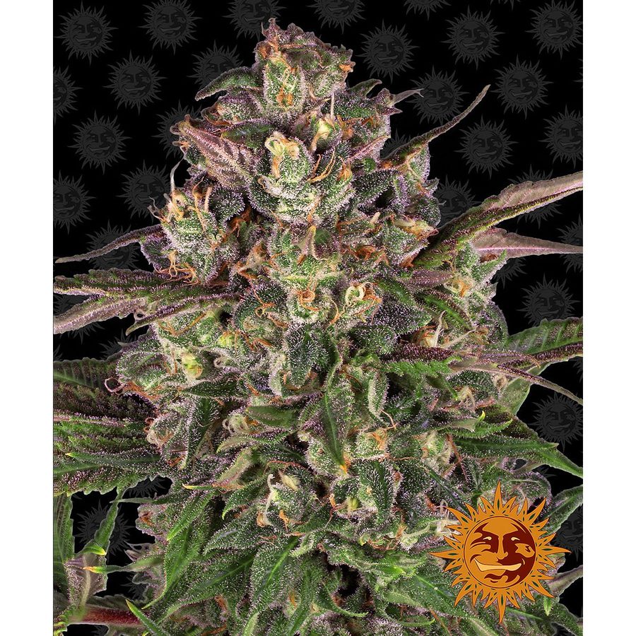 Barney's Farm - Peyote Critical - 3 Seeds