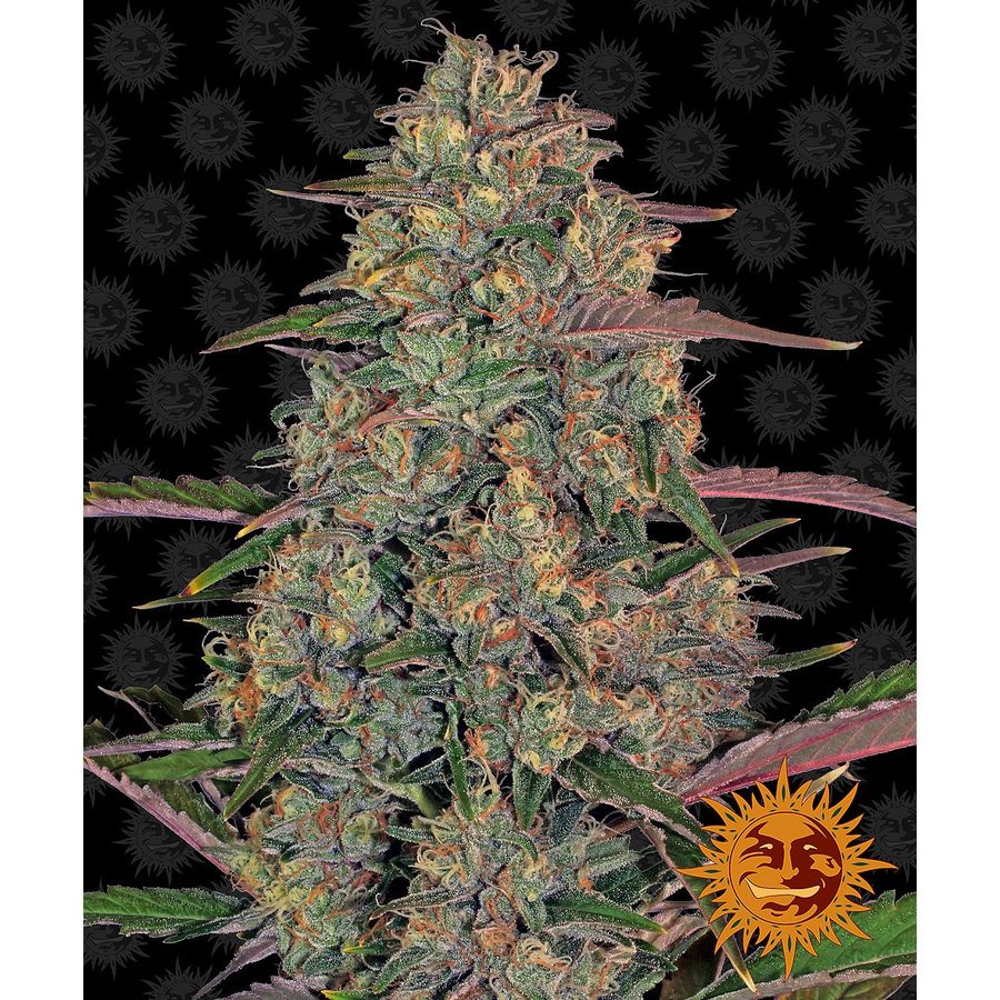 Barney's Farm - Pineapple Chunk - 3 Seeds