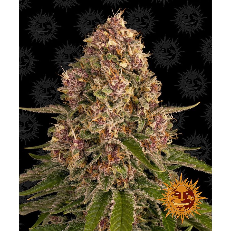 Barney's Farm - Pink Kush - 3 Seeds