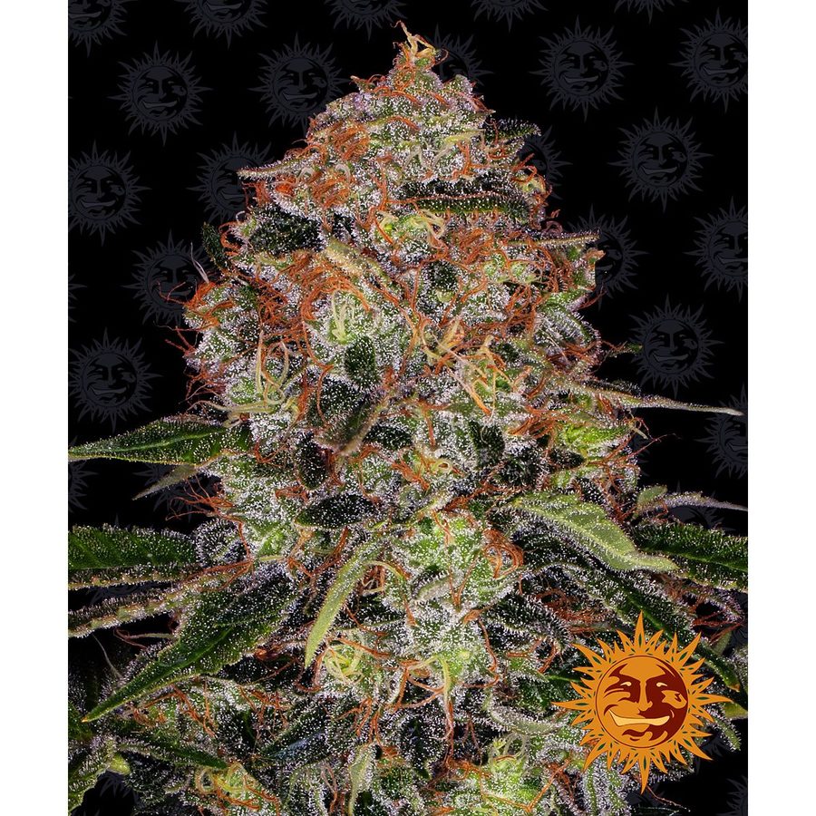 Barney's Farm - Shiskaberry - 3 Seeds