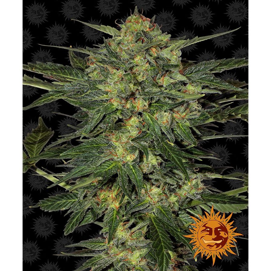 Barney's Farm - LSD - 3 Seeds