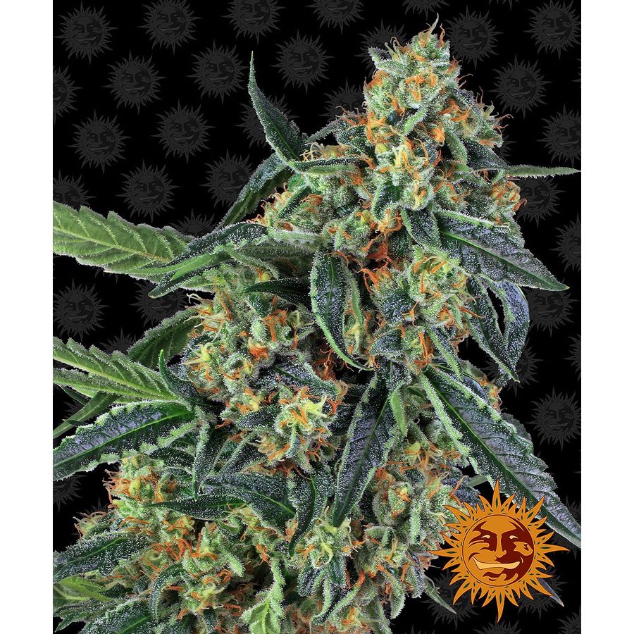 Barney's Farm - Cookies Kush - 3 Seeds