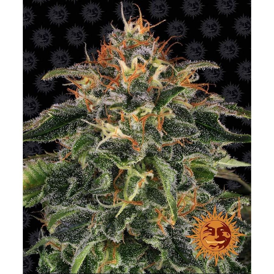 Barney's Farm - Moby Dick - 3 Seeds