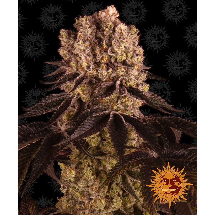 Barney's Farm - Purple Punch - 3 Seeds