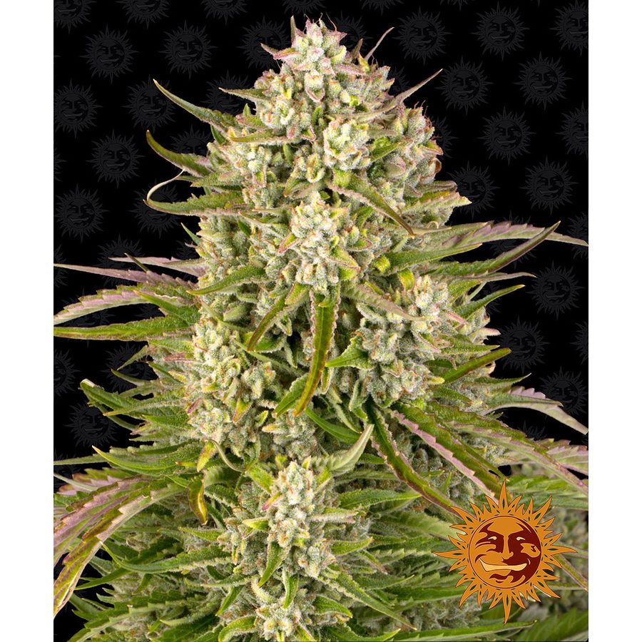 Barney's Farm - Wedding Cake Auto - 5 Seeds