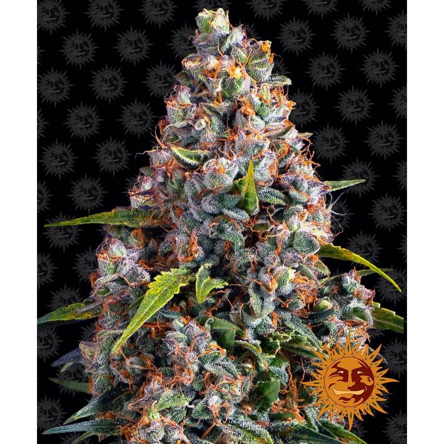 Barney's Farm - Strawberry Cheesecake Auto - 5 Seeds