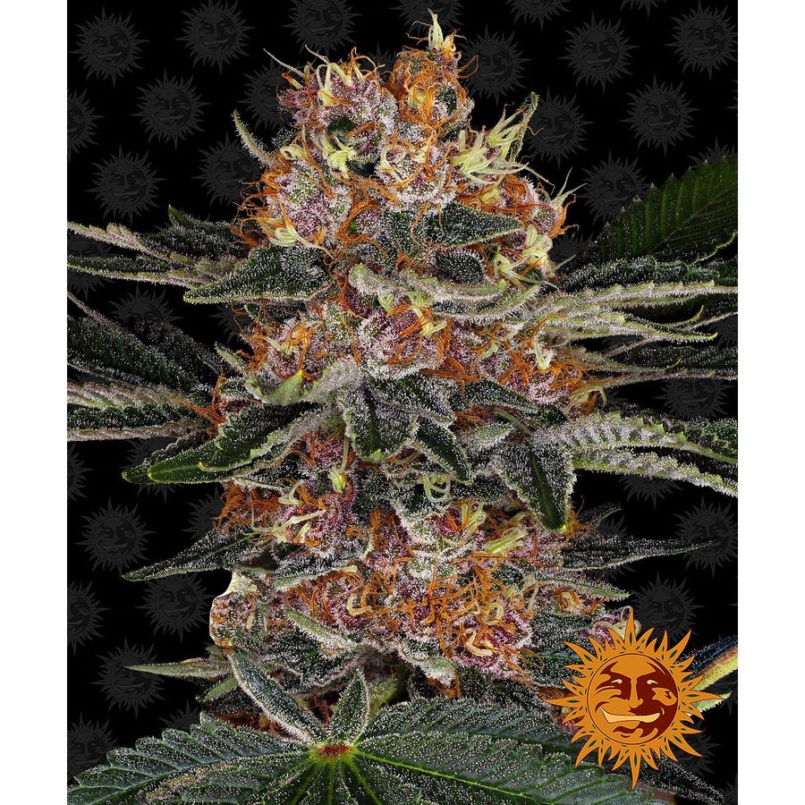Barney's Farm - Purple Punch Auto - 5 Seeds