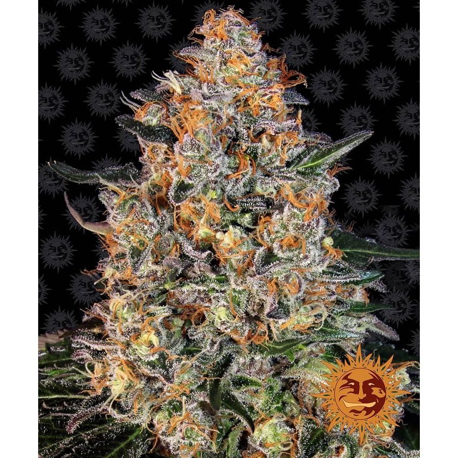 Barney's Farm - Bubba Kush - 5 Seeds