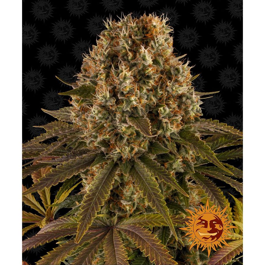 Barney's Farm - Strawberry Lemonade - 5 Seeds