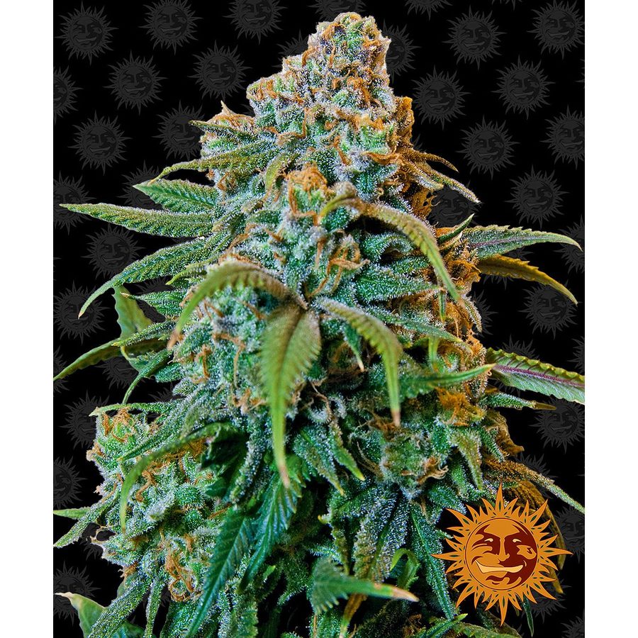 Barney's Farm - Liberty Haze - 5 Seeds