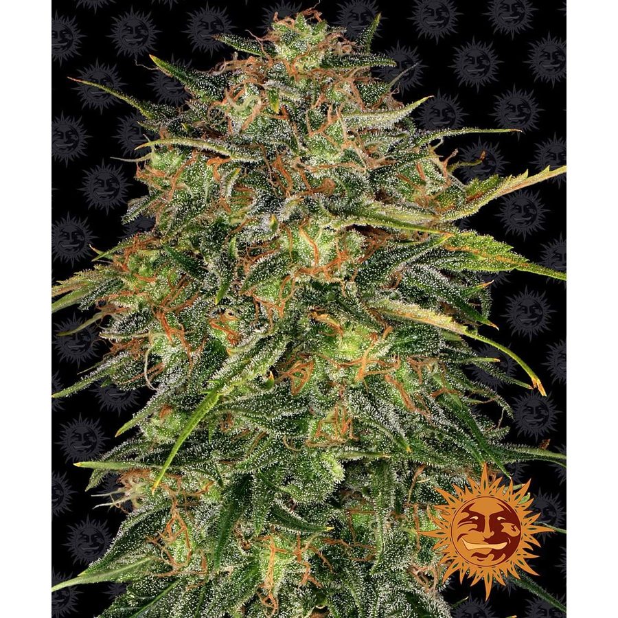 Barney's Farm - Cheese - 5 Seeds