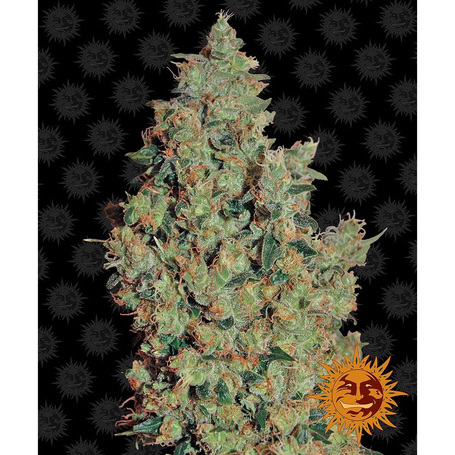Barney's Farm - Tangerine Dream - 5 Seeds