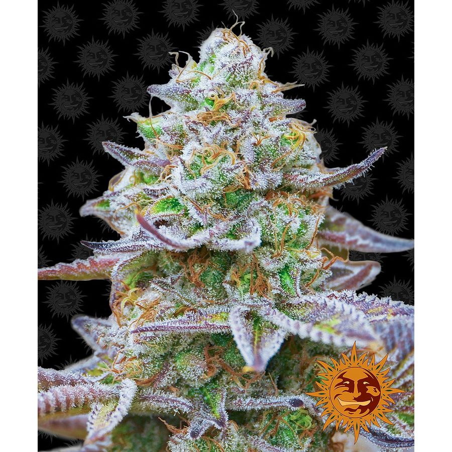 Barney's Farm - Gorilla Zkittlez - 5 Seeds