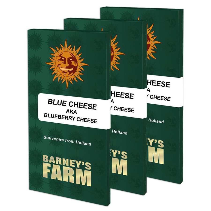 Barney's Farm - Blue Cheese - 5 Seeds