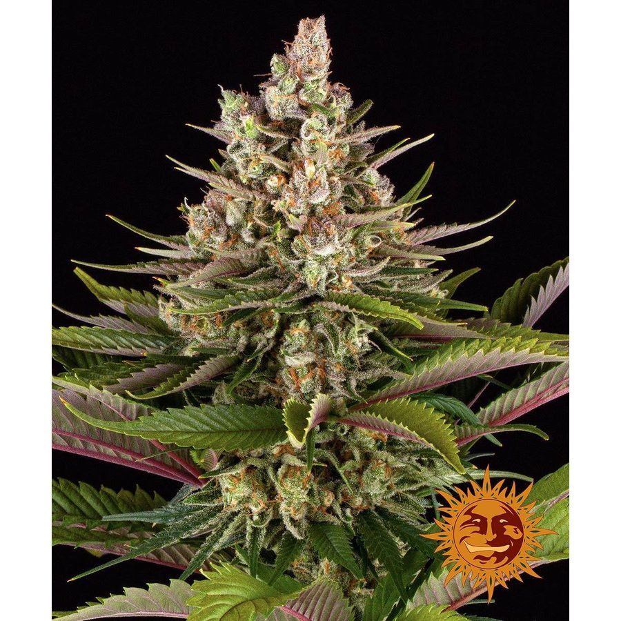 Barney's Farm - Sour Strawberry - 3 Seeds