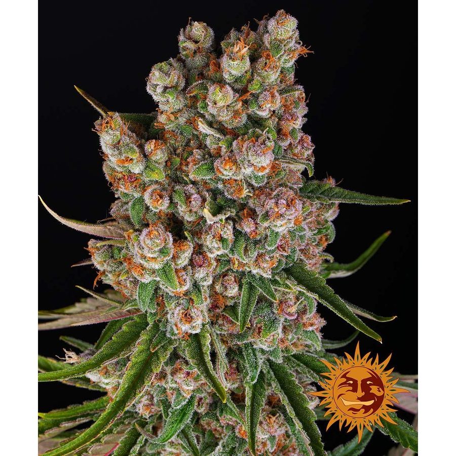 Barney's Farm - GMO Auto - 5 Seeds
