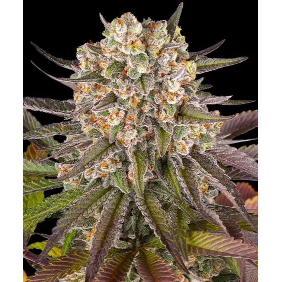 Barney's Farm - Limoncello - 3 Seeds