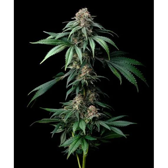 Barney's Farm - Mendo Breath - 3 Seeds