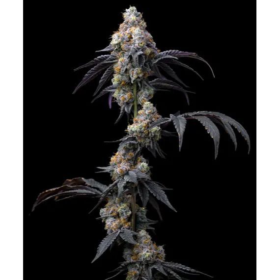 Barney's Farm - Rainbow Sherbet - 3 Seeds