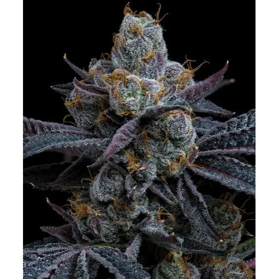 Barney's Farm - White Runtz - 3 Seeds