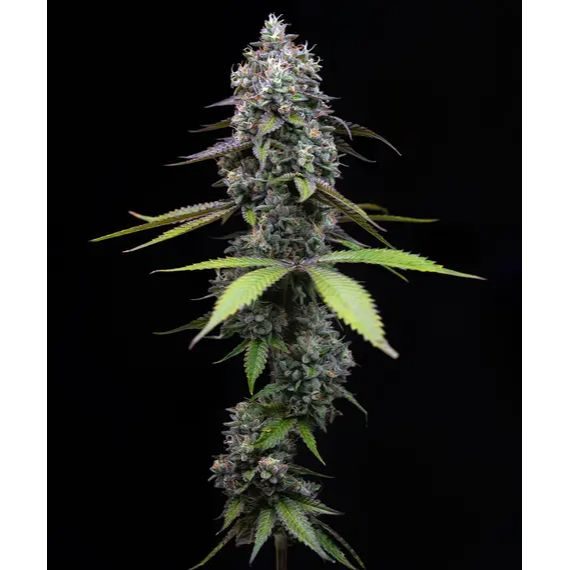 Barney's Farm - Zoap - 3 Seeds