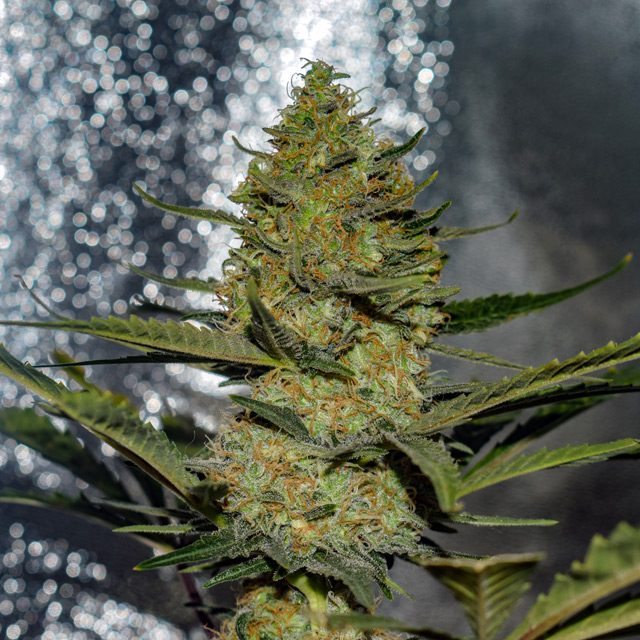 Gus Mints Feminized Vision Seeds - 3 Seeds
