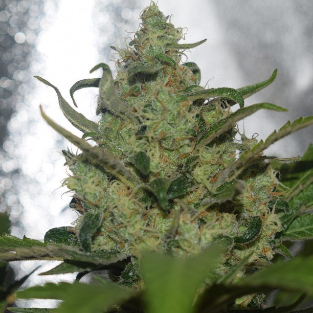 Garlotty Feminized Vision Seeds - 3 Seeds