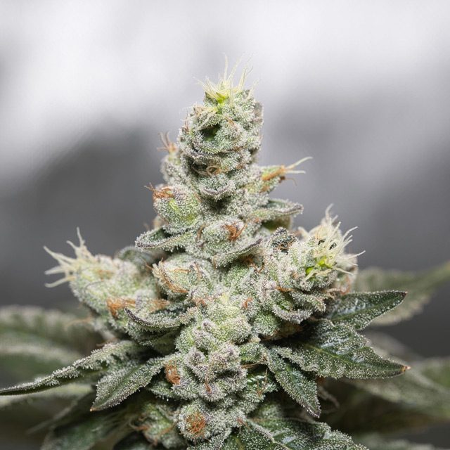 Blue Cookies x OG Kush Feminized Vision Seeds - 3 Seeds