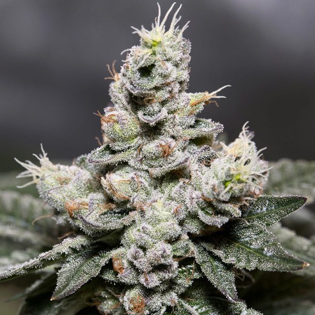 Zkittlez Autoflowering Feminized Vision Seeds - 3 Seeds