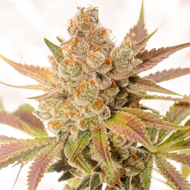 Orange Sherbert Autoflowering Feminized Vision Seeds - 3 Seeds