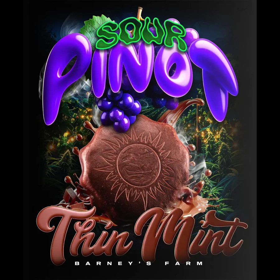 Barney's Farm - Thin Mint x Sour Pinot Auto - 3 Seeds