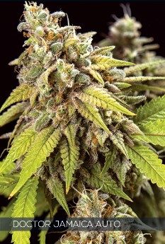 Doctor Jamaica Autoflowering Feminized Vision Seeds - 3 Seeds