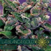 La Blanca Gold Autoflowering Feminized Vision Seeds - 3 Seeds