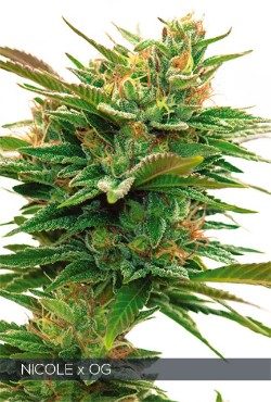 Nicole x OG Feminized Vision Seeds - 5 Seeds