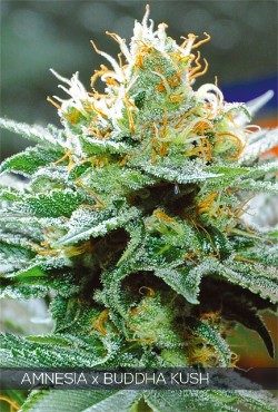 Amnesia x Buddha Kush Feminized Vision Seeds - 5 Seeds