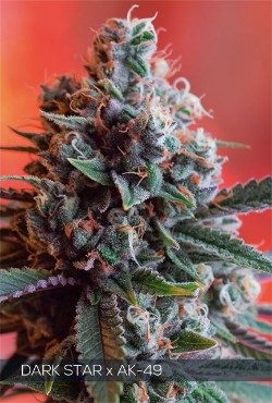 Dark Star x AK-49 Feminized Vision Seeds - 5 Seeds