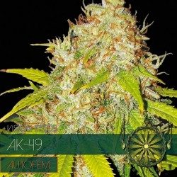 AK-49 Autoflowering Feminized Vision Seeds - 5 Seeds