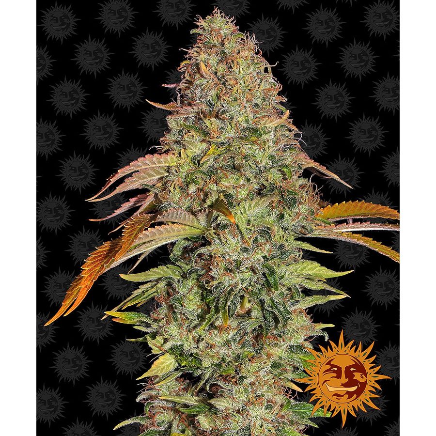 Barney's Farm - Zkittlez OG Auto - 3 Seeds