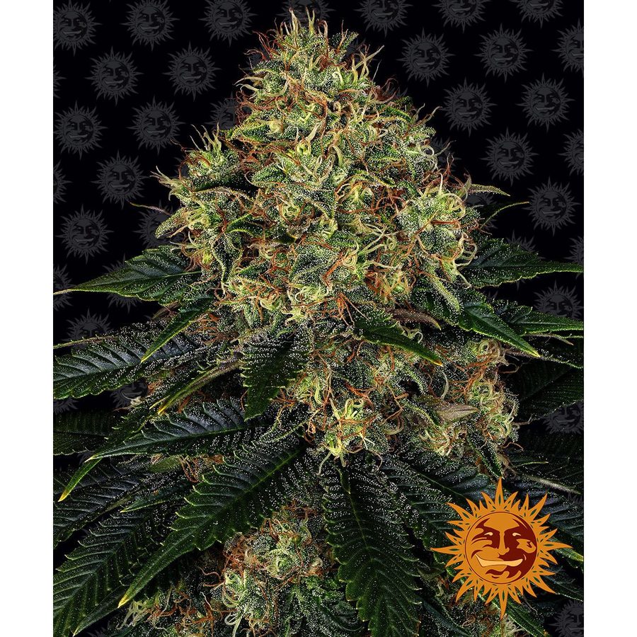 Barney's Farm - Skywalker OG Auto - 3 Seeds