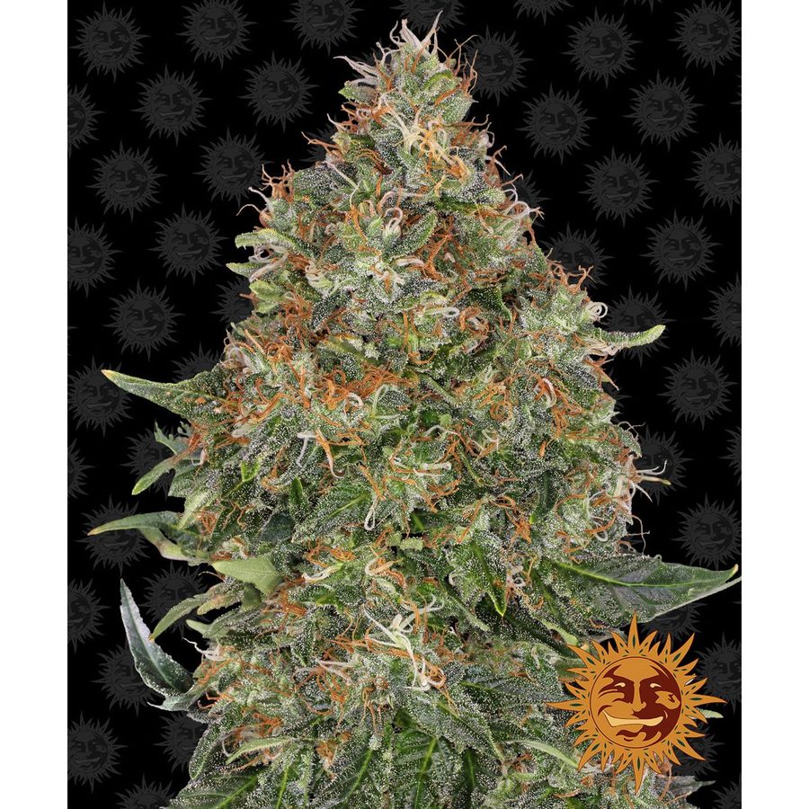 Barney's Farm - Pineapple Express Auto - 3 Seeds