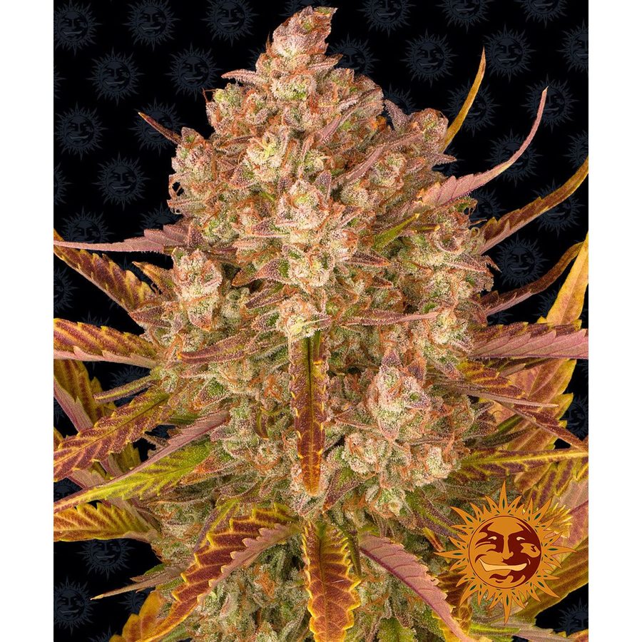Barney's Farm - Dos Si Dos 33 Auto - 3 Seeds