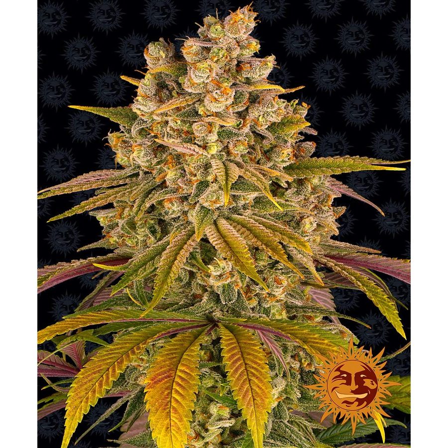 Barney's Farm - Lemon Tree - 3 Seeds